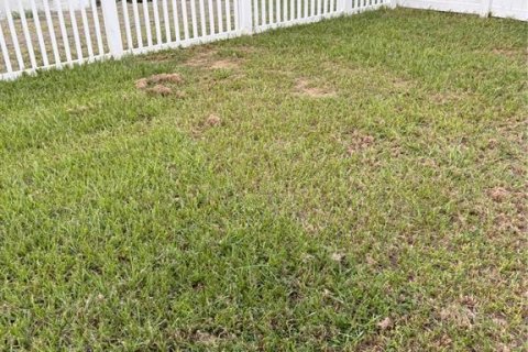 Villa ou maison à louer à Brandon, Floride: 4 chambres, 140 m2 № 2386632 - photo 4