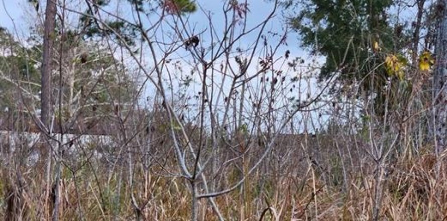 Land in Belleview, Florida № 2162896