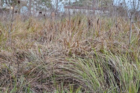 Land in Belleview, Florida № 2162896 - photo 2