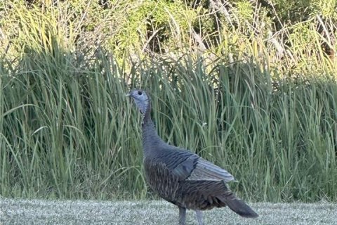 House in Clermont, Florida 4 bedrooms, 184.69 sq.m. № 1894799 - photo 19