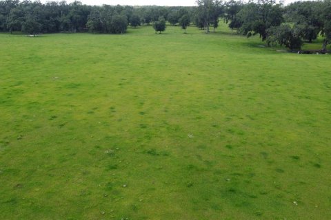 Land in Live Oak, Florida № 2203990 - photo 2