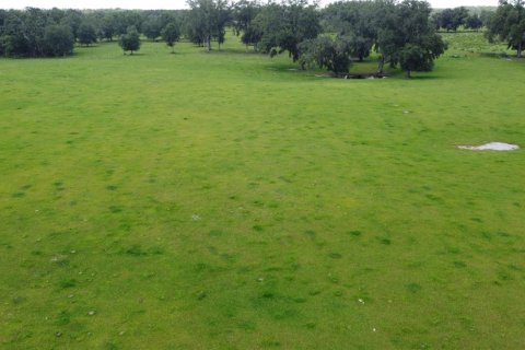 Land in Live Oak, Florida № 2203990 - photo 4