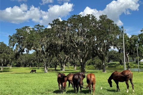 Terreno en venta en Summerfield, Florida № 1806823 - foto 8
