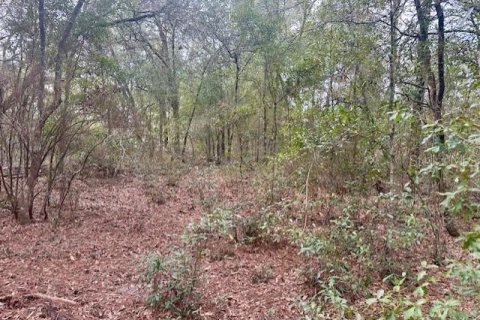 Land in Bell, Florida № 2161832 - photo 9