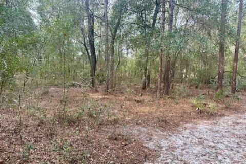 Land in Bell, Florida № 2161832 - photo 6