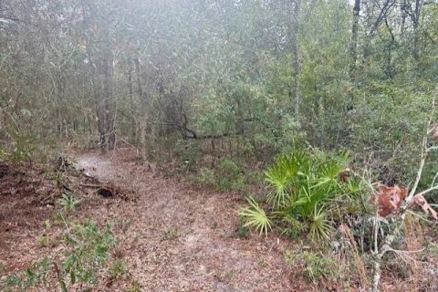 Land in Bell, Florida № 2161832 - photo 5
