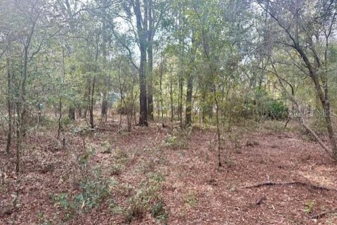 Land in Bell, Florida № 2161832 - photo 8