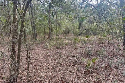 Land in Bell, Florida № 2161832 - photo 7