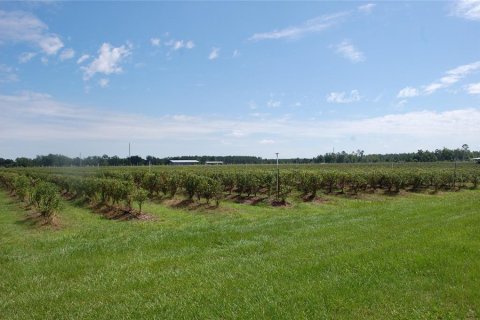 Commercial property in Hawthorne, Florida 210.7 sq.m. № 2239644 - photo 3