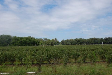 Commercial property in Hawthorne, Florida 210.7 sq.m. № 2239644 - photo 16