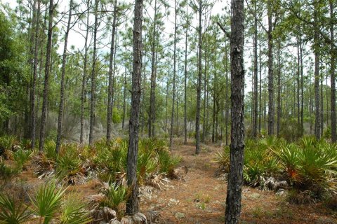 Land in Bronson, Florida № 1521893 - photo 11
