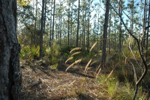 Land in Bronson, Florida № 1521893 - photo 5