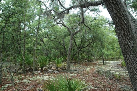 Land in Bronson, Florida № 1521893 - photo 12