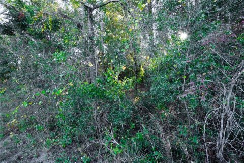 Land in Lecanto, Florida № 995243 - photo 4