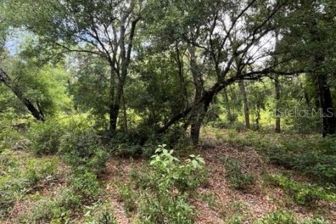 Terrain à vendre à Ocklawaha, Floride № 1192269 - photo 8