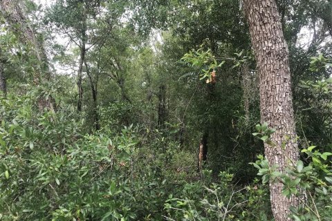 Terreno en venta en Webster, Florida № 1768021 - foto 8