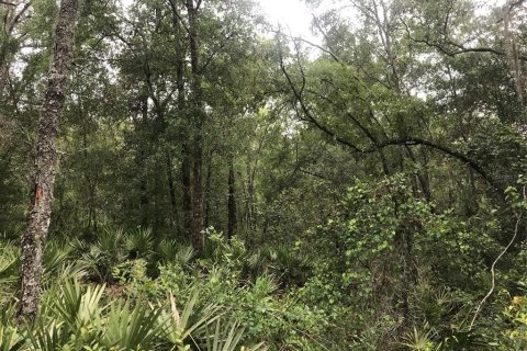 Terreno en venta en Webster, Florida № 1768021 - foto 5