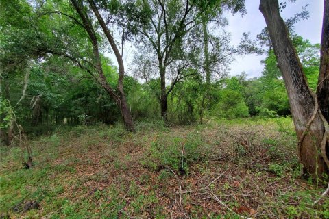 Land in Dade City, Florida № 1555335 - photo 8