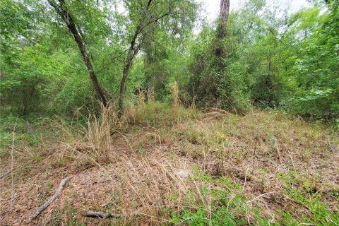 Land in Dade City, Florida № 1555335 - photo 14