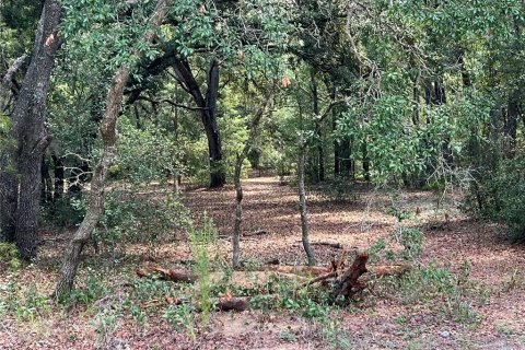 Land in Ocklawaha, Florida № 2228222 - photo 3