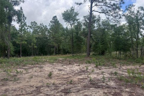 Land in Williston, Florida № 2162354 - photo 5