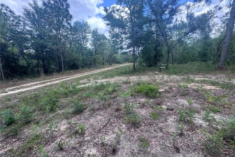 Land in Williston, Florida № 2162354 - photo 6