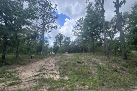 Land in Williston, Florida № 2162354 - photo 2