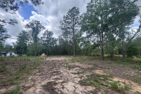 Land in Williston, Florida № 2162354 - photo 3