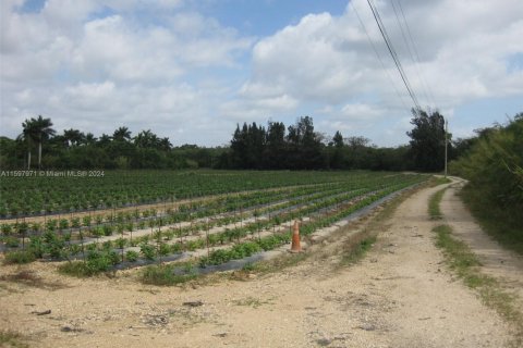 Land in Homestead, Florida № 1961879 - photo 2