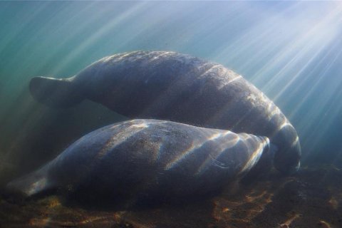 Terreno en venta en Spring Hill, Florida № 1812623 - foto 22