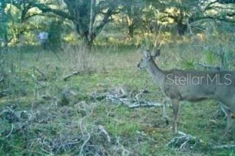 Terreno en venta en Spring Hill, Florida № 1804637 - foto 27