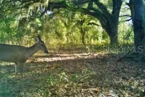 Terreno en venta en Spring Hill, Florida № 1804637 - foto 23