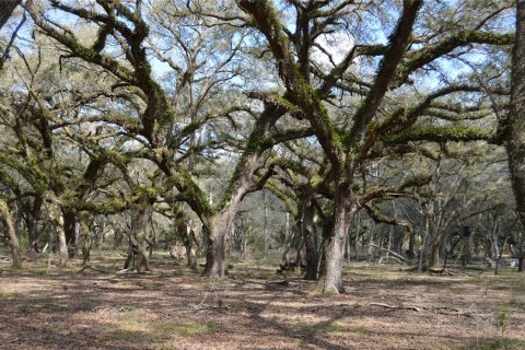 Terreno en venta en Spring Hill, Florida № 1804637 - foto 20