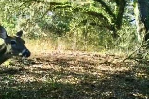 Terreno en venta en Spring Hill, Florida № 1804637 - foto 22