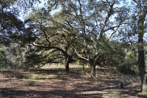 Terreno en venta en Spring Hill, Florida № 1804637 - foto 11