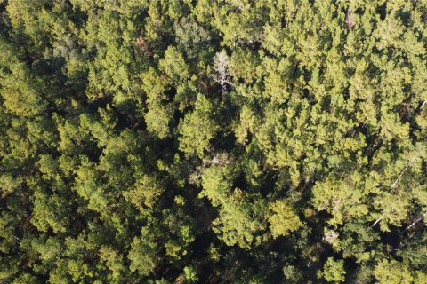 Terrain à vendre à Bunnell, Floride № 2097472 - photo 6