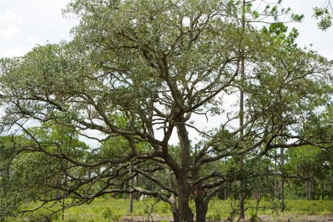 Terreno en venta en Morriston, Florida № 1521259 - foto 11
