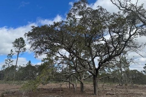 Terreno en venta en Morriston, Florida № 1521259 - foto 8