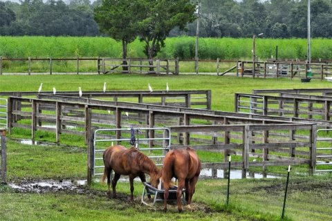 Land in Bunnell, Florida № 2214803 - photo 30