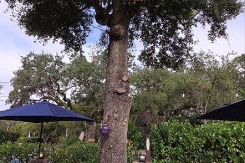 Terreno en venta en Lake Wales, Florida № 2217528 - foto 7