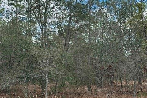 Land in Dunnellon, Florida № 2161839 - photo 8