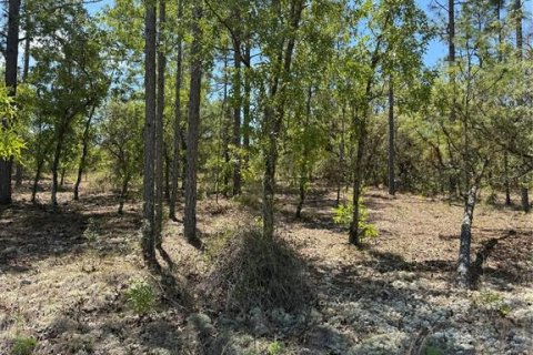 Land in Dunnellon, Florida № 2165043 - photo 2