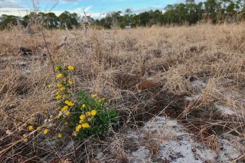 Terreno en venta en Frostproof, Florida № 1555405 - foto 7