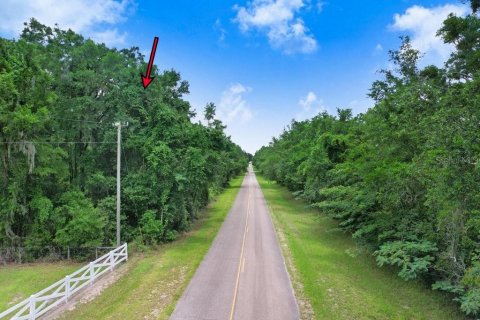 Land in Fort White, Florida № 1784432 - photo 3