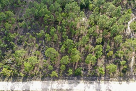 Terrain à vendre à Williston, Floride № 2208916 - photo 2