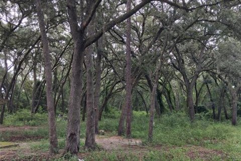 Land in Dunnellon, Florida № 2273126 - photo 5