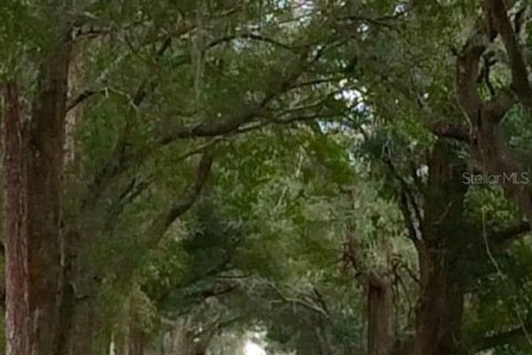 Land in Summerfield, Florida № 1616920 - photo 1