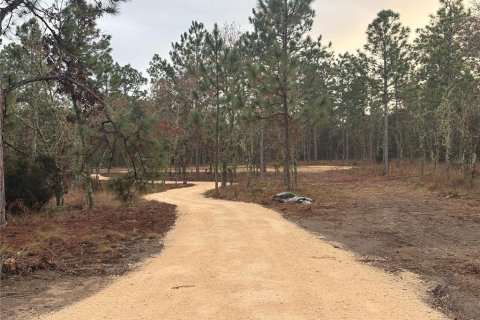 Terrain à Williston, Floride № 2341548