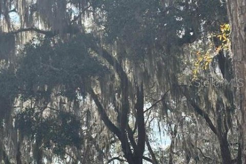 Land in Salt Springs, Florida № 2115983