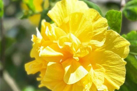 Купить виллу или дом в Рокледж, Флорида 6 комнат, 89.74м2, № 1919226 - фото 14